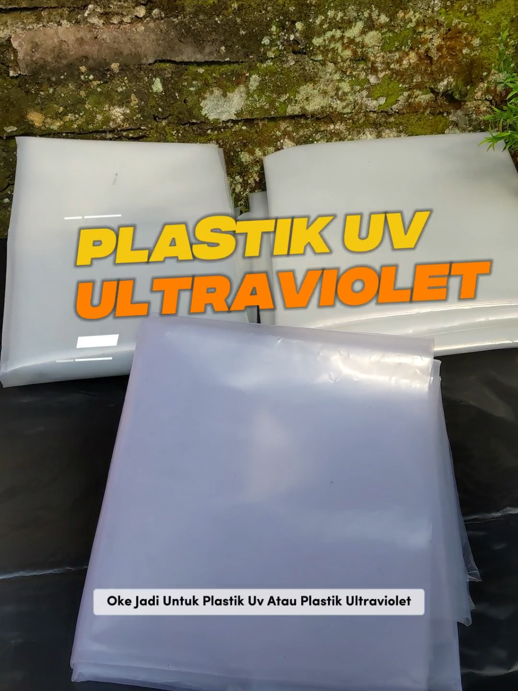 Plastik uv greenhouse ketebalan 250 mikron lebar 3 meter #plastikuv #plastikuvgreenhouse #plastikuvmurah #plastikgreenhouse #plastikgreenhouseuv 