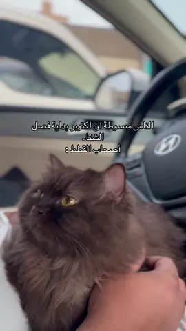 🥹.                                                           #قطط #قطتي #الشتاء #اكسبلورexplore #viraltiktok 