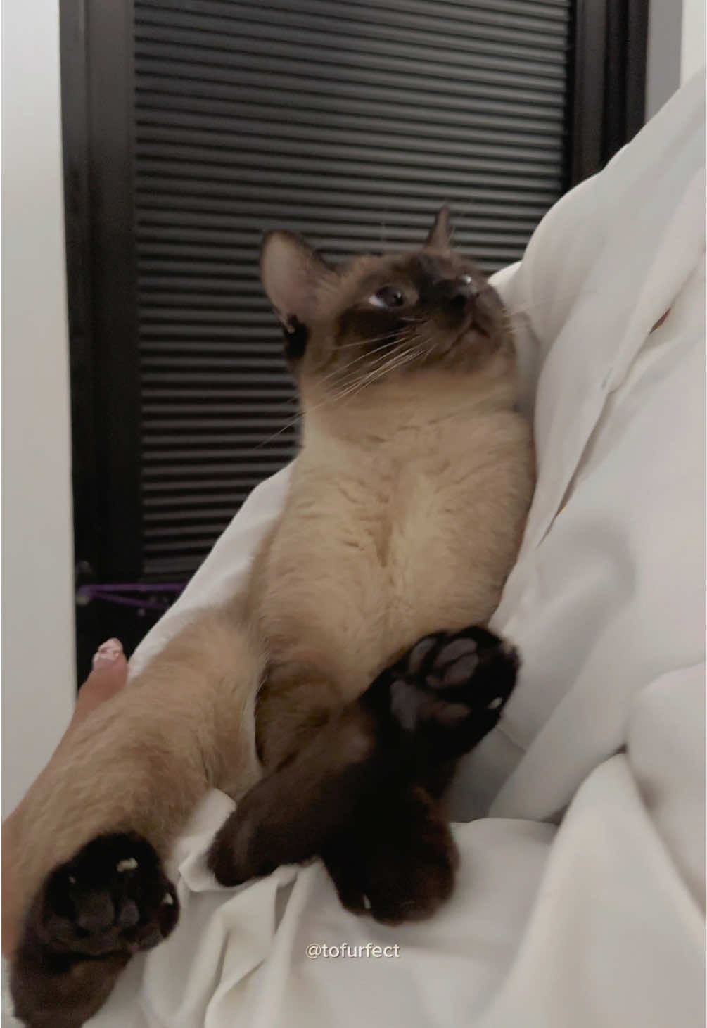 this trend but my cat stretching 😳 #catsoftiktok #siamese #cute 