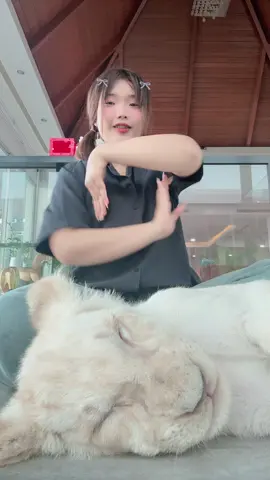 #เลี้ยงสิงโต #phuket #ilon 