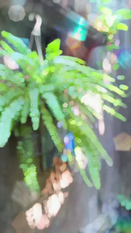Tia nắng trong sân nhà #caphecuoingo #cuoingo 