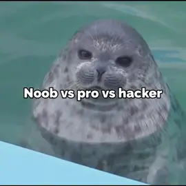 #тюленьчики #seals #noob