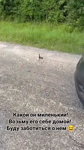 #animals #cute #cats #catsoftiktok #cat