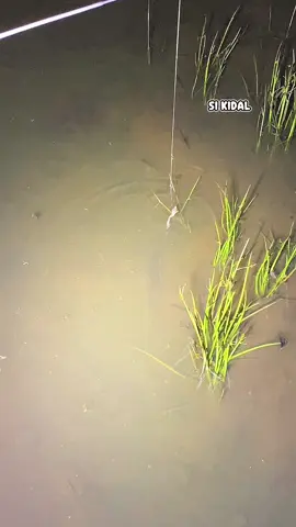 umpan katak #SIKIDAL #mancing #fishing #mancingliar #mancingmalam 