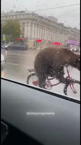Медведь на велике😭 #мем #рекомендации #смех 