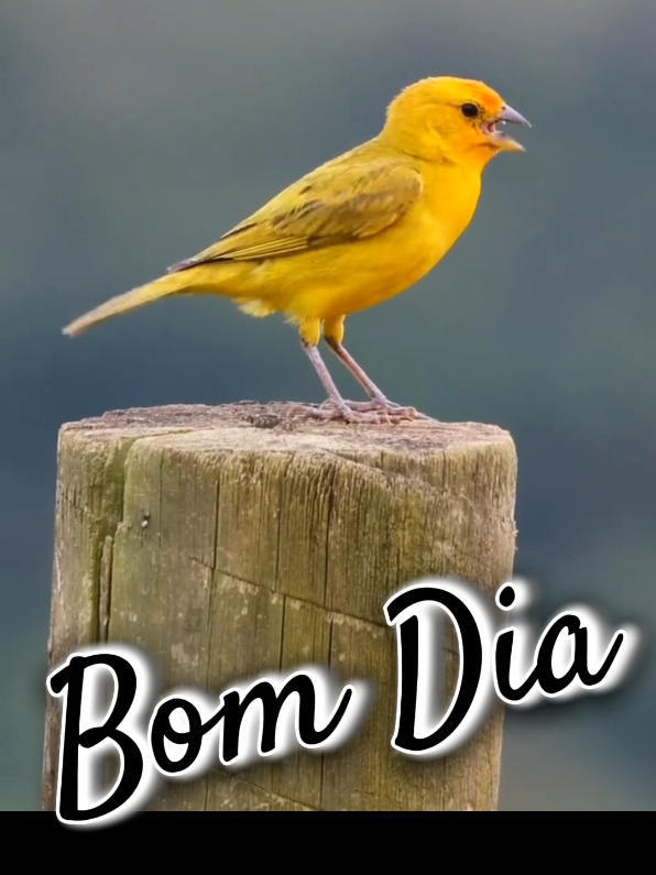 #bom dia #bom dia tio #tio wilso #tio Wirso. 