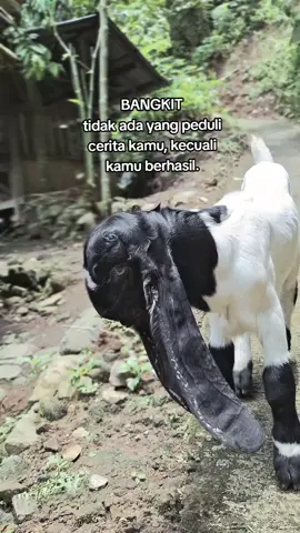 tetap semangat bolo ngarit😀 #fyp#peternakmuda#etawakaligesing#peternakmudaindonesia #kambing 