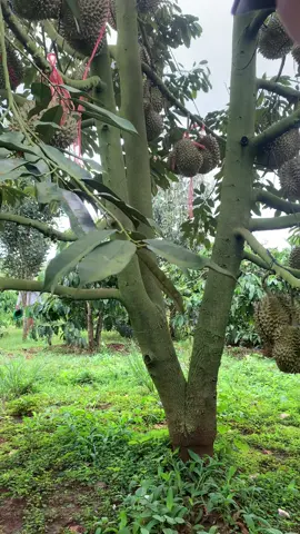 Cứu chủ vườn về bờ☘️