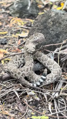#vivora #serpiente #snake #fypシ゚ #viral 