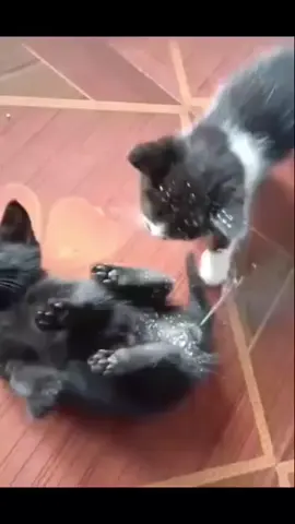 +10000000 aura😈😈  #cat #aura #meme #fyp #10000000000000000000 