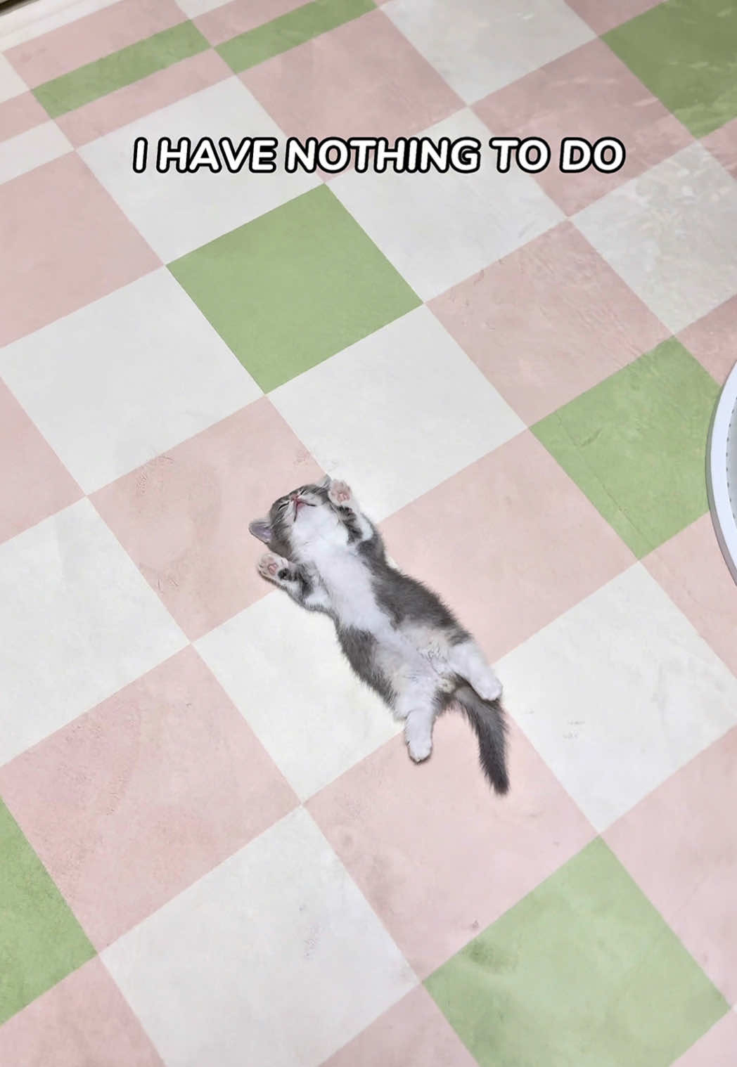 고양이팔자 상팔자 - #고양이 #cat                        