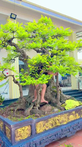 Bonsai quá đẹp