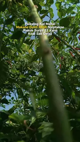 #skcabe🌶️ #xybca #fypage#fyp  #fyppppppppppppppppppppppp @bojone wong gasak 