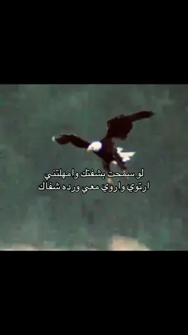 #foryoupage #B #fypage #طير #b 