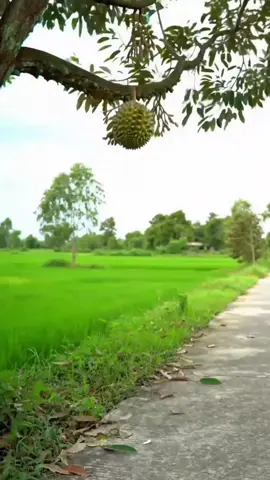 Alam dengan segal cerita nya. #pesonadesa #beutiful  #panoramaalam #relaxingvideos  #fyppppppppppppppppppppp 