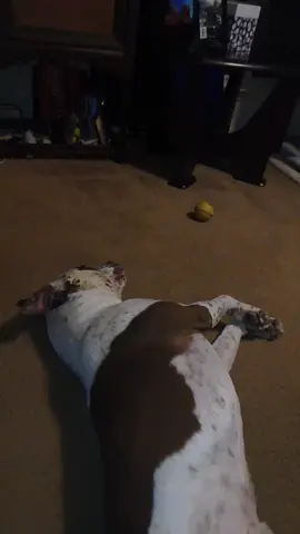 Guess he changed his mind about getting up 😂😂😂#myfurbaby #gottalovehim #PetsOfTikTok #massfollowing🔥🔥 