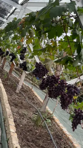Halo semua, datang dan kunjungi kebun edukasi anggur kita ya kdkd #petani #anggur #kalakkaro #jujurituberkah #alpukat 