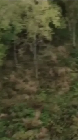 #CapCut I made this amazing video with CapCut. Open the link to try it out: capcut.com/tools/desktop-video-editor