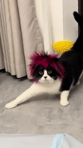 nhớ không em lời hứa #funny #cats #cute #pet #animals 