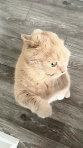 #cat #pet #cute #fyp 