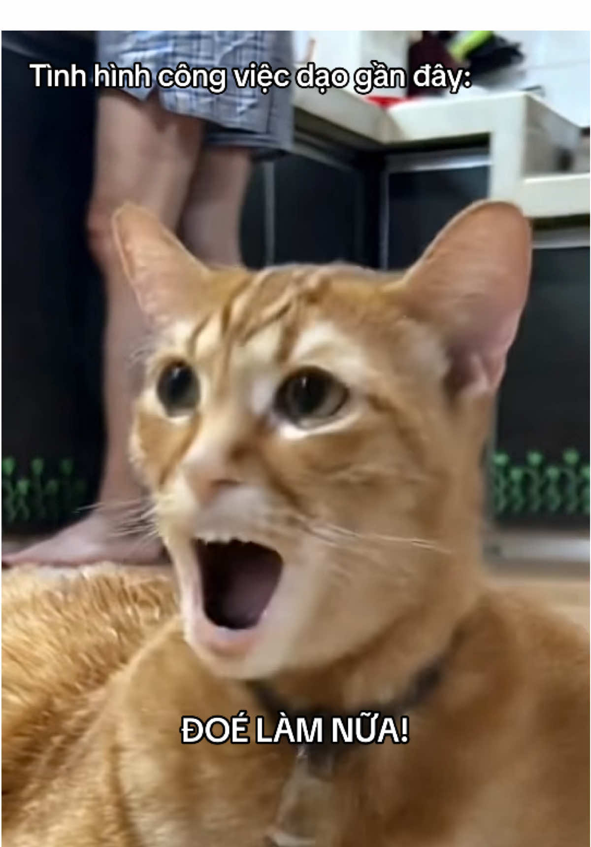 Tình hình chung 😇 #capychuhouse #funny #catsoftiktok #cat 