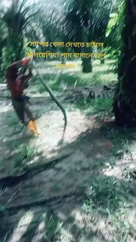 শাপের খেলা #THplantesun 