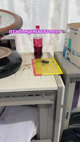 กาวดักหนูสูตรพิเศษเหนียวสามารถนำกลับมาใช้ใหม่ได้ 1 แผ่น ใช้ได้นานเป็นเดือนราคาถูกแฟลตเซลล์ด้วย ##กาวดักหนู##ดักหนู##กําจัดหนู 