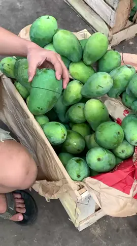 mangga alpukat#manggaalpukat #manggaharummanis #fyp #buahviraltiktok 