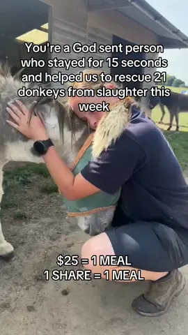 Fundraising link in bio #equine #ponylove #donkeysoftiktok #fyp #equinesofinstagram 