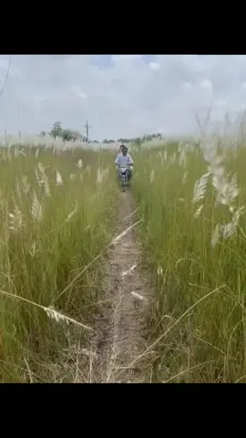 #কাশফুলের_ছোয়া_♪♥ 