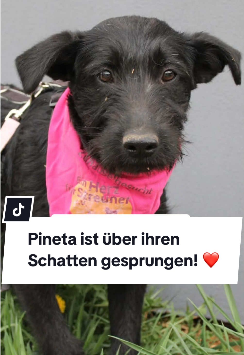 ✨🐾 Es war einmal … eine süße Prinzessin auf der Erbse 🐾✨ Ihr Name ist Pineta – eine schwarze Schönheit aus Rumänien. Doch sie ist längst nicht mehr im Shelter in Rumänien, sondern in einer kleinen deutschen Stadt, wo eine liebevolle Pflegemama ihr ein vorübergehendes Zuhause schenkt. Pineta hat ihr Herz bereits geöffnet: Sie genießt Streicheleinheiten, kuschelt sich gern ganz nah an ihre Menschen und taut von Tag zu Tag mehr auf. Ihr Fell ist weich, an manchen Stellen etwas strubbelig – wie gemacht zum Durchwuscheln. Pineta ist sensibel und vorsichtig, vor allem bei fremden Menschen und Hunden. Doch mit Geduld zeigt sie schnell ihre neugierige, verspielte und fröhliche Seite. Mit ihren Pflegegeschwistern rennt und tobt sie voller Lebensfreude und kommuniziert dabei klar und liebevoll – eine wahre Meisterin der Hundesprache. Im Alltag hat Pineta schon viel gelernt: Geräusche im Haus machen ihr keine Angst mehr, draußen entdeckt sie die Welt Schritt für Schritt mutiger. Nun sucht sie ihr eigenes Königreich – Menschen, die ihr mit Geduld, Empathie und Liebe die Sicherheit geben, die sie braucht, um ganz anzukommen. 💞 Wer Pineta ein Zuhause schenkt, gewinnt nicht nur eine sensible Prinzessin, sondern eine treue Gefährtin fürs Herz. 📩 Wenn Pineta euer Herz erobert hat, meldet euch: Kontakt@einherzfuerstreuner.de  Hier geht es zu Pinetas Profil: https://einherzfuerstreuner.de/project/pineta/ #adoptdontshop#tierschutz#hund#familie#tierliebe