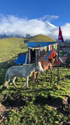 My horse 🐎 Kori Danda #koridandatrek #dashainvaibes #foryoupage❤️#mountains #namasteguesthousekori 