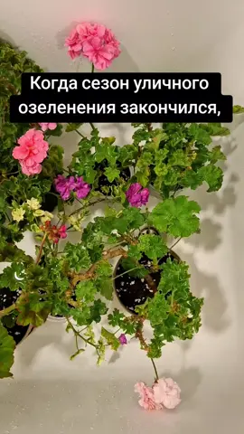 Каждый год такая ситуация🤭🫣😄 #уходзарастениями #хобби #любовькцветам #пеларгония  #цветыдома 