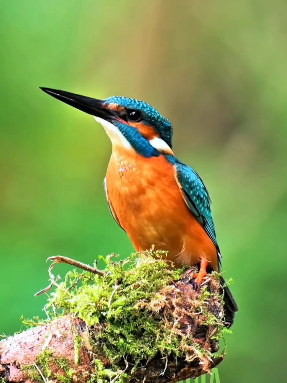 O bico de milhões #curioso #bichos #animais 