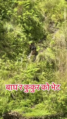बाघ र कुकुर सामने #fyp #pokharamuser #nepalitiktok #