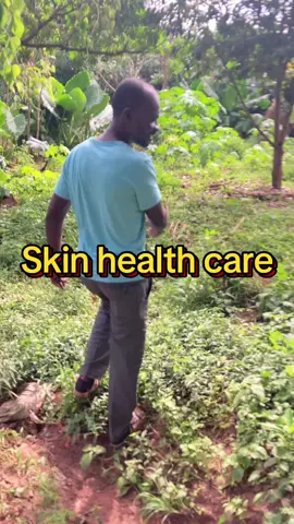 How to treat skin diseases with alcornea cordifolia. #skincarebeginners #herbsforhealth #skinhealth #fypシ゚viral🖤tiktok☆♡🦋myvideo❤️❤️🥰🥰🥰 #naturalskin 