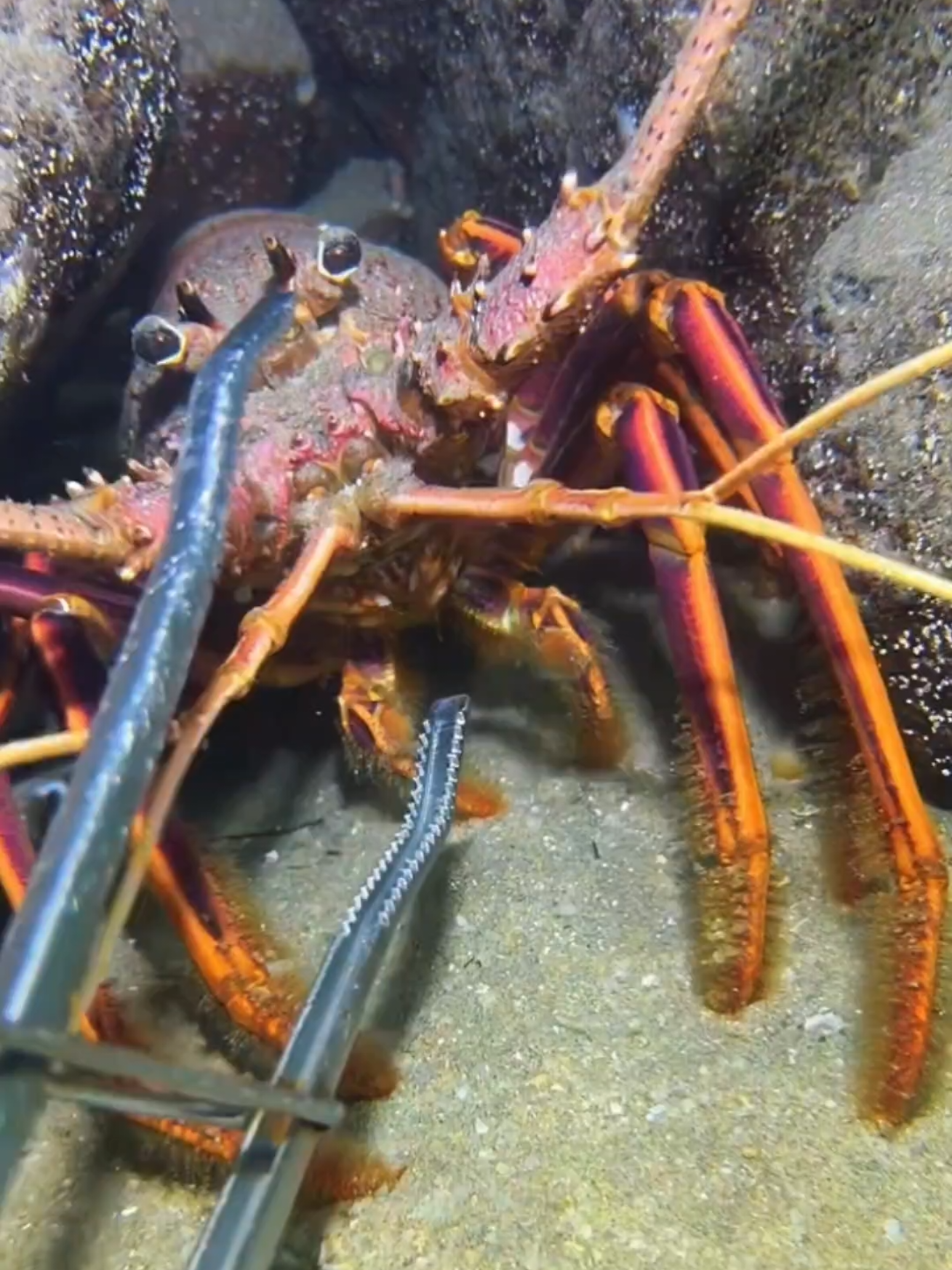 I caught a giant lobster hiding in cave on the seabed. #diving #crab #lobster #fish #seafood 