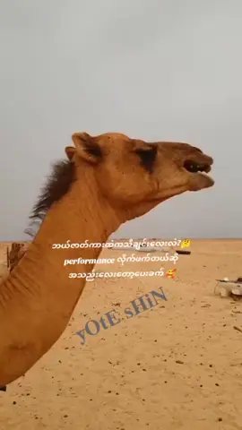 যখন আমি ইউটিউবে হিন্দি গান শুনতে যায়🤭🤭😁😂😂😄😄#ফানি 