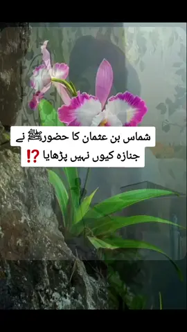#جمعة_مباركة   #sanwal_yaar_ #foryou #foryoupage #foryoupageofficiall❤️❤️tiktok 