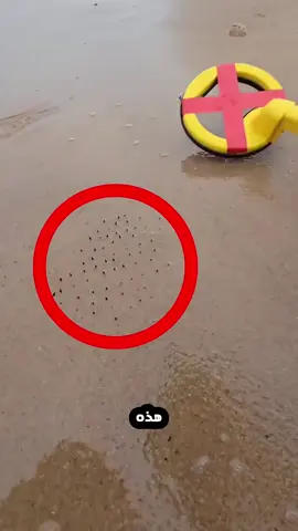 اذا رايتى يونآ هذه النقات فرقد بسرعه #see #fishing #goold #امريكا #sweming 