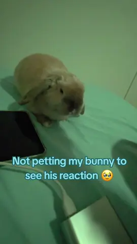 my hand started to cramp #shitpost #minilop #bunny #iwantyuri @Juno 🐾 ⭐️ 