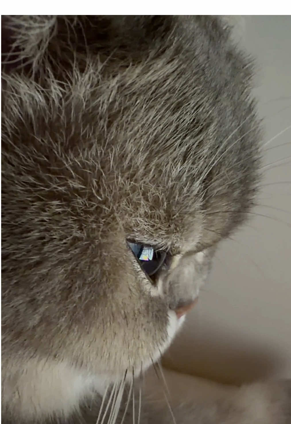 Sleepy Eyes…💤 #cat #catlover #fyp #pets #catsoftiktok 
