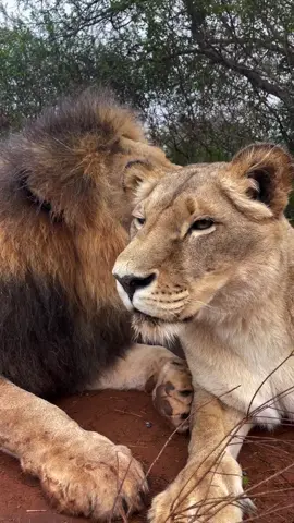 Lions can mate up to 50 times in a single day when the female is in heat — that’s how seriously they take survival of the pride. #travel #safari #fyp #kenya #holidawnadventures 