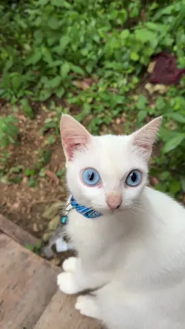 Bagong gising kaya di naka simangot 🤣.    #cat  #cats #catlover 