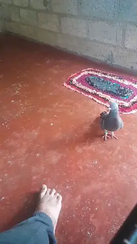 sl 🤠my 🥰😍love ly pigeons 😋😘🤩