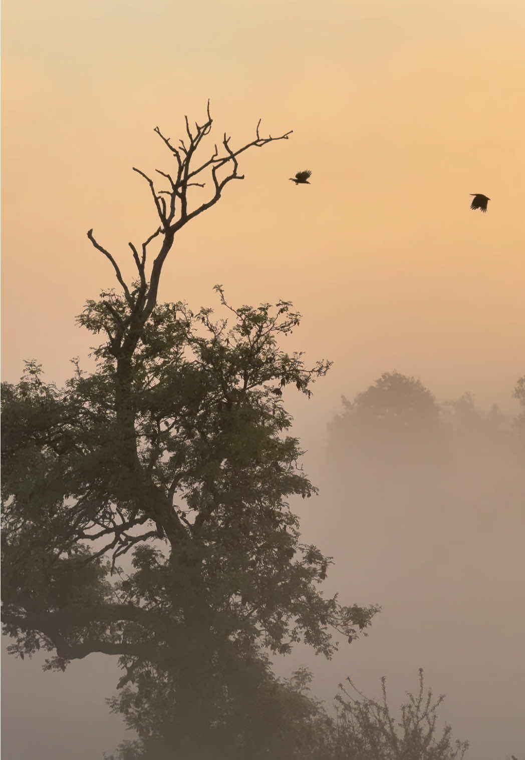 The Mists of Autumn Mornings #Dorset #dawn #landscapevideography #mist #sunrise        