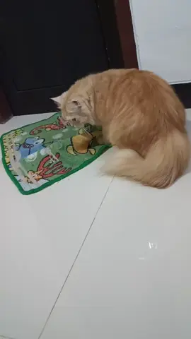 😺Datang,planga plongo, berantakin keset, kabur.  #Bobo💕  #kucinglucu  #kucinggemoy 