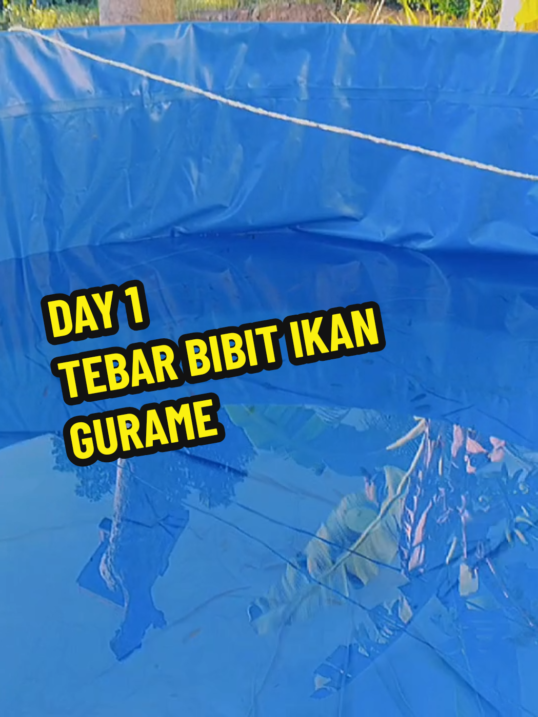 #CapCut  Day 1 Tebar Bibit Gurame + Ikan 30 ekor  #budidayagurame #ikangurame #fyp 
