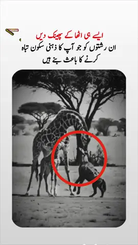 ایسے رشتوں کو اٹھا پھینک دیں جو آپ کو ذہنی سکون برباد کرتے ہیں  #creatorsearchinsight #aqwalezareen #poetrystatus #4you #tiktok #foryoupage❤️❤️ #tiktok #pleaseviralthisvideo🙏🙏please #viral?videotiktok😇😇 #viral #needsupport #unfreezemyacount 