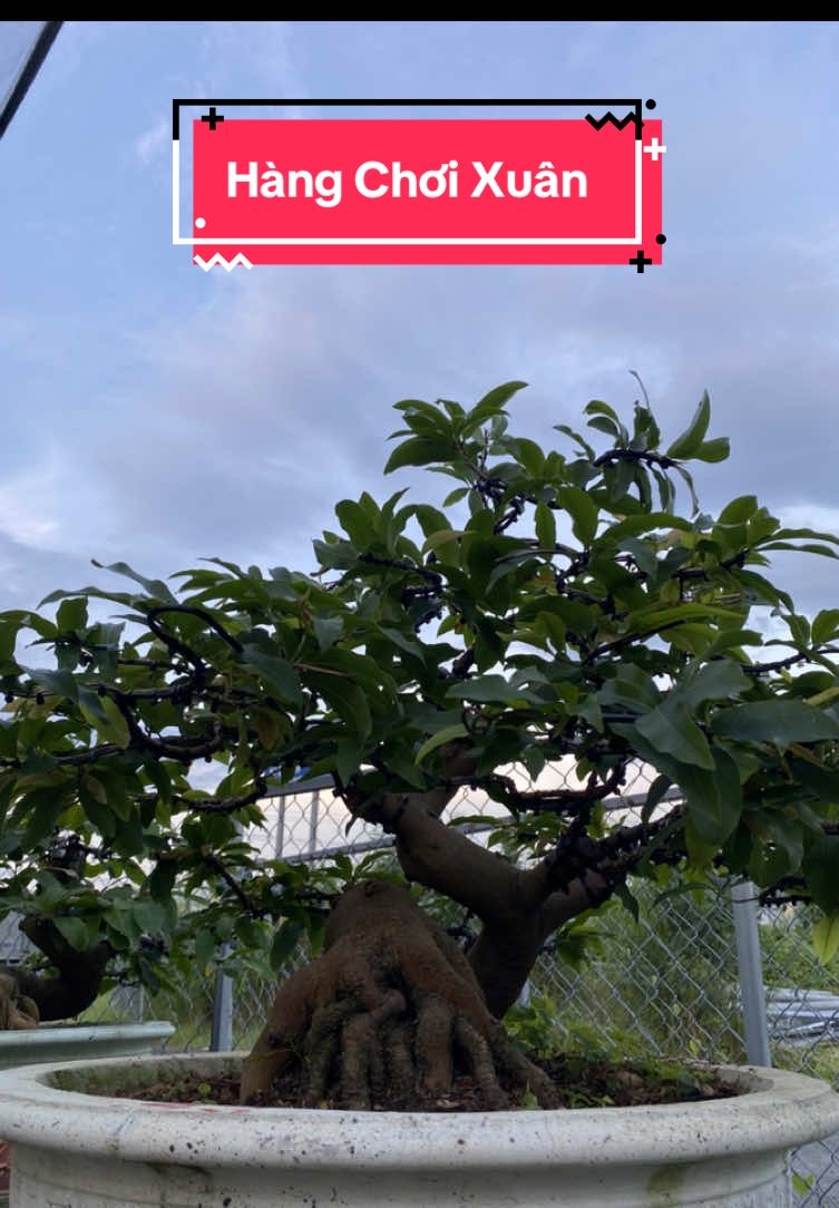 Giao lưu mọi người 1 cây SBSG. Hoành 28, củ đế 65, cao 70, táng ngang 100. Hàng chơi tết. Ai hợp nhãn ủng hộ em nhé 🥰 #xuhuong #maivang #maivangbonsai 